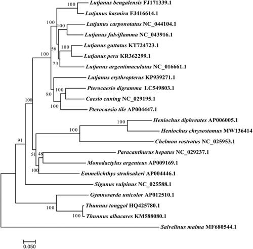 Figure 1. Phylogenetic tree of 22 complete mitogenomic sequences using the maximum likelihood method. Compared species: Lutjanus bengalensis, Lutjanus kasmira, Lutjanus carponotatus, Lutjanus fulviflamma, Lutjanus guttatus, Lutjanus peru, Lutjanus argentimaculatus, Lutjanus erythropterus, Pterocaesio digramma, Caesio cuning, Pterocaesio tile, Heniochus diphreutes, Chelmon rostratus, Paracanthurus hepatus, Monodactylus argenteus, Emmelichthys struhsakeri, Siganus vulpinus, Gymnosarda unicolor, Thunnus tonggol, Thunnus albacares.