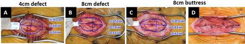 Figure 2. Simulated hernia defects surgically created in the midline of Yucatan pigs: (A) 4 cm defect group, unclosed; (B) 8 cm defect group, unclosed; (C) 8 cm buttress group prior to closure; and (D) 8 cm buttress group after closure.