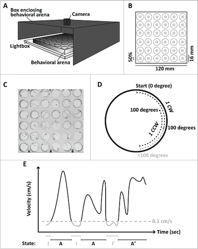 Figure 1. Schematic representation of the experimental setup. (A) Illustration of the setup used to obtain behavioral activity phenotypes of multiple flies. (B) The behavioral arena consisted of 36 individual arenas, each being 6 mm high and 16 mm in diameter. The center zone was defined as 50% of the total area. (C) From the tracking software EthoVision XT (Noldus) individual movement tracks were obtained from which several sub-phenotypes were computed. (D) Directional movement was computed and defined as when a fly had moved 100 degrees consecutively. When reaching a cumulative sum of 100 degrees one directional movement was counted (1 CW) and a new cumulative sum would start. If the fly changed direction before reaching 100 degrees (gray line) no directional movement was recorded, but directional movement in the opposite direction would be recorded (1 CCW). (E) From raw tracking files data of movement behaviors were computed based on a velocity threshold of 0.1 cm/s (dashed horizontal line). In the illustration the number of shifts between the two behavioral states (I: inactive, A: active) was five, and the asterisk indicates the longest periods in the two states. The final behavior was the average time in the two states.