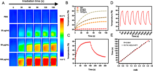 Figure 3 Photothermal performance of FRNPs. (A) Representative thermal images of FRNPs dispersion in PBS (0–100 μg/mL) during laser irradiation with an 808 nm laser at 1.5 W/cm2. (B) Photothermal conversion properties of FRNPs at different concentrations under 808 nm laser irradiation with the power density of 1.5 W/cm2. PBS was used as the negative control group. (C) Heating and cooling curves of FRNPs aqueous suspension under 808 nm laser irradiation at a power density of 1.5 W/cm2. (D) Temperature changes of FRNPs (100 μg/mL) over six laser on/off cycles upon 808 laser irradiation. (E) Linear time data versus -lnθ obtained from the cooling period.