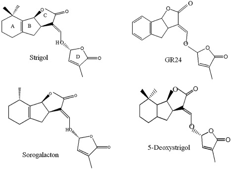 Figure 1. Chemical structure of strigolactones and their derivatives. The related strigolactone precursor and their derivative compounds involved in arbuscular mycorrhizal symbiosis signaling event. The compound 5-deoxystrigol is considered as the common precursor of strigolactone and its derivatives.