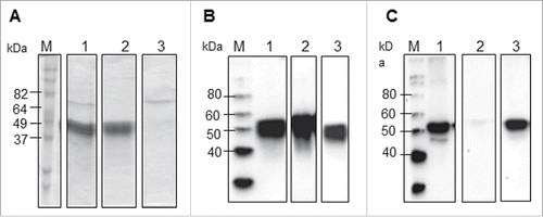 Figure 3. Two-column purification process analyzed by SDS-PAGE and Western blot. (A) Coomassie-stained SDS-PAGE gel, (B) Western blot analysis using an anti-4xHis antibody, and (C) Western blot analysis using an anti-RuBisCO antibody. M: Molecular weight marker, Lane 1: E fraction from IMAC, Lane 2: FT fraction from Q column, Lane 3: E fraction from Q column.
