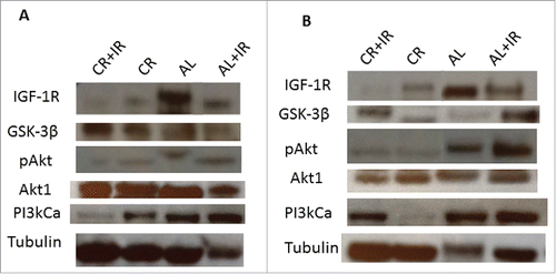 Figure 5. Tissue lysates were processed for analysis of expression of key signaling nodes in the IGF-1R pathway including: IGF-1R, GSK-3β, Akt1, pAkt and PI3kCa. Expression was normalized to tubulin across treatment groups as shown from left to right as: CR+IR, CR, AL and AL+IR. Expression of these molecules was significantly altered across treatment groups in both primary tumor tissue (A) and metastases (B) as quantified using ImageJ Software. The blots were cropped from a 10-well frame in which 8 samples were run and 2 wells were reserved for ladder. Each of the samples that appear juxtaposed was run simultaneously on the same gel.