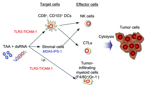 Figure 1. PolyI:C induces three antitumor effectors via different routes. Antitumor activity of polyI:C against tumor cells are assessed in mouse tumor-implant models. A unique point in this review is the third pathway where tumor-infiltrating myeloid cells are involved, effectively damages Lewis Lung carcinoma cells. This tumoricidal activity is mediated by the TICAM-1 pathway in the myeloid cells, and attributed to TNF-α. Although polyI:C is i.p. administered, it acts on tumor-infiltrating Mf and converts them to antitumor effectors.