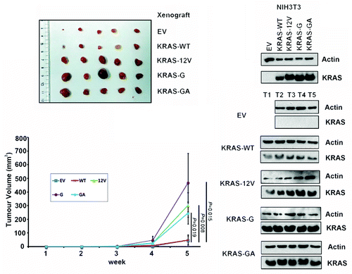 Figure 4.KRAS insertion mutants promoted in vivo growth of NIH3T3 cells. In vivo tumorgenic assay in nude mice showed that tumors formed in the sites implanted with NIH3T3 cells expressing KRAS mutants (G12V, 10G11, or 11GA12) were consistently larger than that implanted with wild-type KRAS (WT) and empty vector (EV) controls. By western blotting, the expression of KRAS protein in the NIH3T3 transfectants and tumors dissected from the xenografts (T1–T5) was detected.