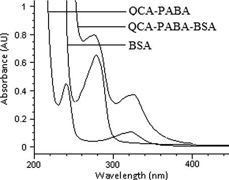 Figure 3. UV scanning spectrum of QCA-PABA-BSA and QCA-PABA-BSA.