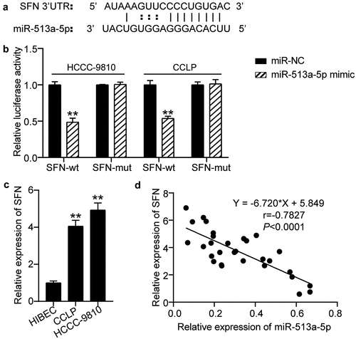 Figure 5. SFN acted as a downstream effector of miR-513a-5p. (a) The predicted miR-513a-5p binding sites in 3ʹUTR of SFN. (b) The interplay of miR-513a-5p and SFN was validated by dual-luciferase reporter assay. vs. miR-NC group, **P < 0.01. (c) The expression of SFN in normal cells HIBEC as well as cholangiocarcinoma cells CCLP and HCCC-9810. vs. HIBEC, **P < 0.01. (d) Pearson correlation analysis of SFN and miR-513a-5p