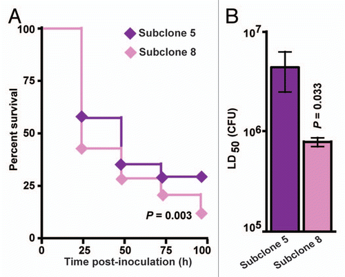 Figure 5 Subclone 8 GAS strains are significantly more virulent than subclone 5 GAS strains in the Galleria mellonella infection model. Subclone 5 strains of GAS were previously shown to lack necrotizing fasciitis capacity in mice, monkeys and humans.Citation13 Subclone 8 strains of GAS are newly emerged descendents of subclone 5 strains that epidemiologically have regained necrotizing fasciitis capacity in humans.Citation3 To test the hypothesis that subclone 8 strains are more virulent than subclone 5 strains, wax worm larvae were infected with serial dilutions (107, 106, 105 and 104 CFU) of five representative strains from each subclone lineage, and survival was monitored for 96 h. Results from five independent assays are shown (n = 10 larvae per strain per dose per experiment with five strains tested from each subclone lineage). (A) Kaplan-Meier survival curves were determined for wax worms inoculated with 107 CFU. Compared to subclone 5 strains (violet diamonds), subclone 8 strains (pink diamonds) result in significantly lower survival over time (logrank test). (B) The 50% lethal dose (LD50) was determined by Probit analysis. Subclone 8 strains (pink bars) have a significantly lower LD50 (that is, they are more virulent) than subclone 5 strains (violet bars) (Mann-Whitney test).
