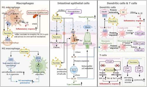 Figure 3. Succinate regulates the function of mucosal immune cells in the intestine. Succinate affects the functions of intestinal macrophages, tuft cells, and dendritic cells (DCs): (1) the left section shows that succinate regulates the function of both M1 and M2 macrophages. Specifically, increased concentrations of succinate in M1 macrophages promote HIF-1α production. This further promotes macrophage release IL-1β, a proinflammatory cytokine, thus triggering the inflammatory response. Succinate produced by M1 macrophages can also bind to SUCNR1 on neighboring M1 macrophages to regulate the same inflammatory response. The inflammatory response of macrophages can attack Salmonella Typhimurium, but Salmonella Typhimurium can also utilize succinate secreted by macrophages. In addition, succinate has the potential ability to promote M2 macrophage polarization. By binding to SUCNR1 expressed in BMDMs, succinate can induce IL-4, which promotes M2 phenotype differentiation. Succinate also stimulates M2 phenotype polarization via SUCNR1-activated Gq signaling in M2 macrophages. (2) the middle section shows that gut microbiota-produced succinate can cross IECs via the SLC13A family expressed on epithelial cells into the lamina propria and can be metabolized into glucose in IECs. Furthermore, Tritrichomonas-generated succinate binds to SUCNR1 on tuft cells and stimulates them to release IL-25, which acts on ILC2s to promote the secretion of IL-13. IL-13 directly enhances type 2 immunity, acts on DCs and promotes their migration into the mesenteric lymph nodes. This induces the polarization of CD4+ T cells into Th2 cells, thereby indirectly enhancing type 2 immunity. In addition, IL-13 promotes tuft cell proliferation and activates goblet cell transformation to increase the amount of mucin, thus enhancing mucosal immunity. (3) the right section shows that succinate regulates the antigen presentation and inflammatory function of DCs. Specifically, succinate acts on iModcs expressing relatively high levels of SUCNR1 and can promote the maturation of iModcs and the migration of mature DCs into the lymph nodes. Exogenous succinate can also enhance antigen presentation by DCs. Moreover, succinate generated by mature DCs has the same function as exogenous succinate in promoting the release of IL-1β from macrophages. Furthermore, succinate influences T-cell function. In the inflammatory microenvironment, SDHA or SDHB deficiency causes increases in succinate level and changes in T-cell metabolism, thus promoting the inflammatory response. In the tumor microenvironment, succinate inhibits CD4+ T cells from secreting antitumor cytokines but enhances the cytotoxicity of CD8+ T cells.