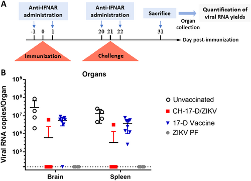 Fig. 5 Amounts of viral RNA detected in brain and spleen samples collected during challenge experiments.a Experimental timeline. b Amounts of viral RNA in brain and spleen samples collected during challenge experiments (cf. Table 2) measured using a real-time quantitative RT-PCR assay. Mean values ± SD are represented by black lines and error bars, respectively. The results from both doses of viruses are pooled