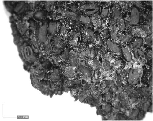 Figure 6. Lump of carbonised Gold-of-Pleasure (Camelina sativa) from SU447, Sample 773 within zone B of the Bronze Age house at Kalnik-Igrišče.