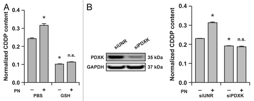 Figure 1. Reduced glutathione (GSH) and the vitamin B6 metabolism influence the intracellular accumulation of cisplatin (CDDP) in A549 cells. (A) Intracellular levels of CDDP (normalized to protein content) in lysates from A549 cells treated for 24 h with 25 μM CDDP alone (in the presence of a control amount of PBS) or combined with 5 mM GSH and/or 5 mM pyridoxine (PN). Means ± SEM (n = 6). *p < 0.05 (Student’s t-test), as compared to cells treated with CDDP only; n.s. = non-significant (Student’s t-test), as compared to cells treated with CDDP plus GSH. (B) Intracellular levels of CDDP (normalized to protein content) in lysates from A549 transfected with a control siRNA (siUNR) or with a siRNA specific for pyridoxal kinase (siPDXK) and then treated for 24 h with 25 μM CDDP alone (in the presence of a control amount of PBS) or combined with 5 mM PN. Means ± SEM (n = 6). *p < 0.05 (Student’s t-test), as compared to siUNR-transfected cells treated with CDDP only; n.s. = non-significant (Student’s t-test), as compared to siPDXK-transfected cells treated with CDDP only. Immunoblots in (B) depict the efficacy of siRNA-mediated PDXK downregulation. Glyceraldehyde-3-phosphate dehydrogenase (GAPDH) levels were monitored to ensure the equal loading of lanes.