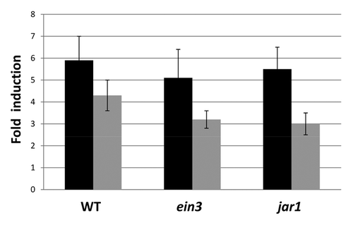 Figure 9. Fold-induction of anthocyanin levels in the roots (black) and shoots (gray) of wild-type (WT), ein3 and jar1 seedlings that were either kept on the fungal lawn of P. indica or mock-treated. Nine-day-old seedlings were transferred from MS medium to a plate with KM without or with a fungal lawn for 7 d before the anthocyanin level was determined for the roots and shoots. The values indicate fold induction (A530+P. indica/A530-P. indica). For experimental details cf. Material and Methods. Based on 9 independent experiments with 20 seedlings each, bars represent SEs. Errors are the sum of the individual errors.