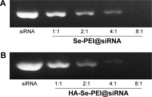 Figure 3 (A) Electrophoretic mobility of free siRNA and Se-PEI@siRNA complex with different N/P ratios. (B) Electrophoretic mobility of free siRNA and HA-Se-PEI@siRNA complex with different N/P ratios.Abbreviations: N, nitrogen; P, phosphorus; Se-PEI@siRNA, siRNA-loaded selenium nanoparticle conjugated with PEI; HA-Se-PEI@siRNA, siRNA-loaded selenium nanoparticle conjugated with hyaluronic acid and PEI; PEI, polyethylenimine; siRNA, small interfering RNA.