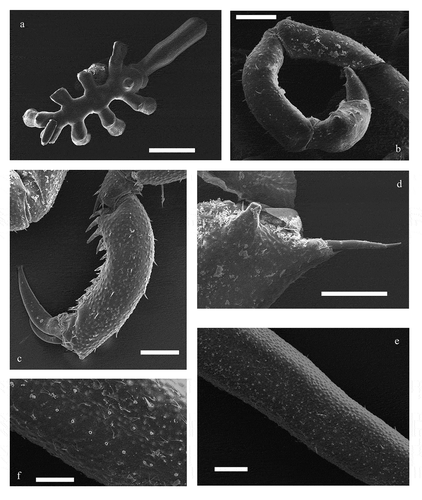 Figure 2. Endeis biseriata Stock, Citation1968 (scanning electron microscope images). (a) dorsal view of an ovigerous male; (b) detail of the oviger where it is visible a bulge on the 6th article; (c) detail of propodus and claws; (d) detail of the femur’s distal spur with a long seta (the insertion of the lateral one is also visible); (e) detail of femur on which two lines of cement gland pores are visible; (f) detail of cement gland pores. Scale bars: a = 500 μm, b–e = 200 μm, f = 100 μm