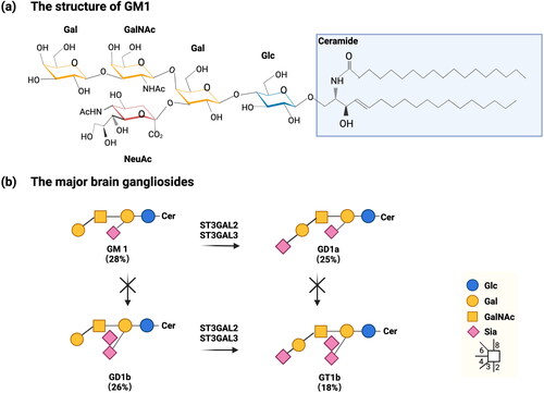 Figure 4. (a) One of the brain gangliosides: monosialotetrahexosylganglioside (GM1), adapted from Schnaar, Gerardy-Schahn, and Hildebrandt (Citation2014). (b) The major brain gangliosides adapted from Schnaar, Gerardy-Schahn, and Hildebrandt (Citation2014). Abbreviations: Glucose (Glc), galactose (Gal), N-acetylgalacosamine (GalNAc), sialic acid (Sia), ceramide (Cer).