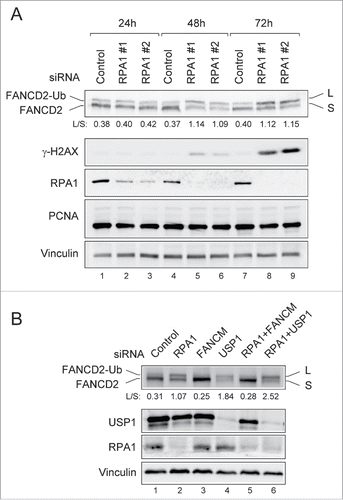 Figure 2. RPA1 depletion induces FANCD2-Ub in the absence of DNA damaging agents. (A) U2OS cells transfected with either control siRNA or RPA1-specific siRNAs were collected at 24, 48 h, and 72h after transfection. Whole cell lysates were analyzed by immunoblotting with indicated antibodies. The FANCD2-Ub: FANCD2 ratios (L: S) are indicated below each sample. (B) U2OS cells were transfected with indicated siRNAs. Whole-cell lysates were prepared 72 hr after transfection and analyzed with indicated antibodies. The FANCD2-Ub: FANCD2 ratios (L: S) are indicated below each sample.