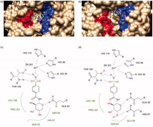 Figure 5. The binding mode of compound 7c in the active site of CA I and II. (a) and (b) are surface representations for CA I and II, respectively. (c) and (d) are 2D representations for CA I and II, respectively.