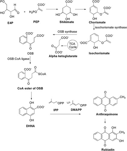 Figure 3 Biosynthesis of Rubiadin.