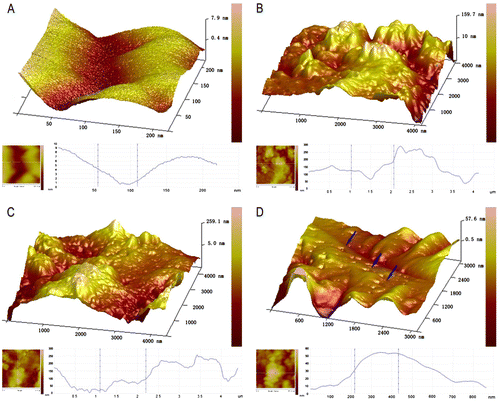 Fig. 2. AFM amplitude images of the membrane of native DRG neurons (A) and those subjected to different mechanical compression (B–D) for 10 min with subsequent culture for 24 h as indicated.Notes: The surface morphology of stimulated cells has more granular particles as compared to unstimulated cells. Remodeling of the membrane skeleton can be observed in mechanical compression treated cells as compared to their untreated controls. The smaller pictures on the bottom of each large picture show a quantitative vertical profile along a white line across the AFM image (bottom of each picture, the left), which enables measurement of the height of granular structures. A, the control group; (B) 0.3 MPa group; (C) 0.5 MPa group; and (D) 0.7 MPa group. Blue arrows in (D) show the representative “mechanoporation phenomena” structure in cell membrane in 0.7 MPa group. Scale bar was presented in each photograph.