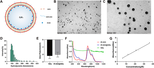 Figure 1 Preparation and Characterization of the IR-820@NBs. (A) The microstructural schematic representation of IR-820@NBs. (B) Transmission electron microscopy (TEM) image of IR-820@NBs at 0 h. (C) TEM image of the IR-820@NBs stored at 37°C for 24 h. (D) Hydrodynamic diameter of IR820 NBs measured by DLS. (E) Zeta potential of IR-820@NBs and pure NBs. (F) Absorption spectra of IR-820@NBs, IR-820, and NBs. (G) The concentration absorption intensity curve of IR-820.