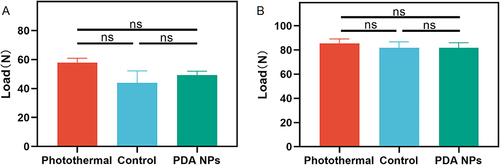 Figure 3 Polydopamine nanoparticles-based photothermal effect did not affect tendon healing. (A) The load of tendon rupture at two weeks after surgery. (B) The load of tendon rupture at six weeks after surgery. The bars represent mean ± SEM (n = 3 per group). ns, not significant.