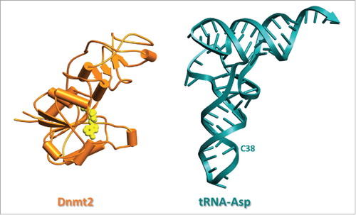 Figure 2. Structure of Entamoeba histolytica methyltransferase EhMeth (3QV2) and structure of tRNAAsp from S. cerevisiae (1VTQ) drawn in same scale. Dnmt2 is shown in schematic drawing in orange with SAM in yellow.