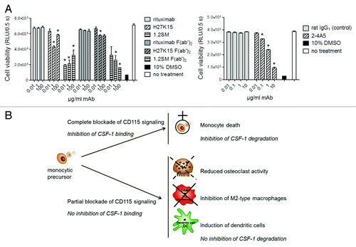 Figure 6. Effects of anti-CD115 mAbs on monocyte viability. (A) Viability of primary blood monocytes analyzed by titration of cellular ATP after 1-d culture in the absence of exogenous human CSF-1. Culture in 10% DMSO was used as a positive control for toxicity. Left: mAbs H27K15, 1.2SM or rituximab were added to the cultures at 0.01, 1 or 100 µg/ml. Their derived F(ab’)2 were used at the corresponding equimolar concentrations. Right: anti-CD115 mAb 2–4A5 or control rat IgG1 were added to the cultures at 0.01, 0.1, 1 or 10 µg/ml. Each of the results shown is representative of those obtained from 2 different donors. * p < 0.05 vs. control using Mann-Whitney’s two-tailed test. (B) Schematic illustration of the different modes of action of anti-CD115 mAbs and their corresponding biological effects. MAbs which block ligand binding to CD115 and completely inhibit CD115 signaling induce rapid monocyte death and prevent CSF-1 degradation. In contrast, an anti-CD115 mAb which does not block CSF-1 binding but down-modulates CD115 signaling reduces osteoclast differentiation and activity and skews monocyte differentiation from M2-macrophages toward DCs, without blocking CSF-1 degradation.