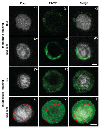 Figure 1. Subcellular localization of Atcry2 in insect cells by immunofluorescence staining and confocal microscopy.Sf21 cells stably expressing Atcry2 were fixed with paraformaldehyde, permeabilized with Triton X100 (A) to (F) or not (G) to (L), incubated with a rabbit polyclonal anti-Atcry2 antibody and an Alexa 488-conjugated anti-rabbit secondary antibody, DNA were stained with Dapi. Cells were observed with an inverted Leica TCS SP5 microscope. Images (A) to (F) show projection of optical sections, scale bar 10 μm. Images (G) to (L) show single confocal z-section that cross the nucleus, scale bar 10 μm.