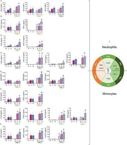 Figure 2. Cytokine stimulation potentialize the functional activation of neutrophils and monocytes by ICs. BM-derived neutrophils and monocytes were isolated from naive mice and activated as in Figure 1 in the presence, or in the absence, of TNFα, IFN-I or IFNγ. V, free virions; IC, viral ICs; M, culture medium. (A-D). Functional properties of neutrophils activated by TNFα, IFN-I or IFNγ. Phenotypic activation was assessed by monitoring CD11b (A). Modulation of the functional activation of neutrophils by TNFα (B), IFN-I (C) or IFNγ (D). Chemokines and cytokines release were assessed in supernatants of activated neutrophils (B-D). The data represent 6 independent experiments for A, 4 independent experiments for B-D. (E-H) Functional properties of monocytes activated by TNFα, IFN-I or IFNγ. Phenotypic activation was assessed by monitoring CD86 expression (E). Modulation of the functional activation of monocytes by TNFα (F), IFN-I (G) or IFNγ (H). Chemokines and cytokines release were assessed in supernatants of activated monocytes (F-H). The data represent 3 independent experiments for E and 3 independent experiments for F-H. Data are expressed as means +/- SEM. Diamonds indicate significant differences to all the other stimulation conditions (black diamond), or to the corresponding stimuli in the absence of cytokine stimulation (open diamond), to corresponding medium without virus or IC stimuli (grey diamond) as determined by Kruskal-Wallis test with Dunn’s multiple comparisons post-tests (p < 0.05). (I) Diagram summarizing the cytokines and chemokines enhanced by TNFα, IFN-I or IFNγ in IC-activated neutrophils and monocytes but not in virus-activated cells.