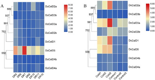 Figure 8. Heatmaps showing members of CslD gene family in different treatments. (A) Expression of DcCslD after drought treatment, DR5/DR6: The 2nd day treatment at 06:30 and 18:30; DR7/DR8: The 7th day treatment at 06:30 and 18:30; DR10: The 8th day treatment at 18:30 after watering the seedlings at 15:30; DR11/DR15: The 9th day treatment at 06:30 and 18:30. (B) Expression of DcCslD after low temperature treatment. Control 1–3: 20 °C, 20 h; Cold 1–3: 0 °C, 20 h. Each group had three repetitions.