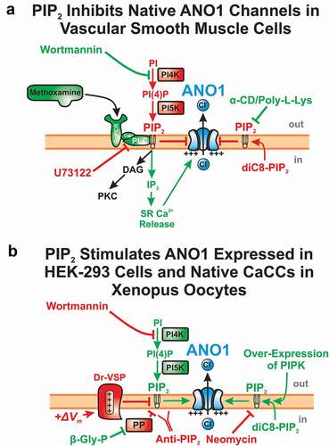 Figure 5. Contrasting effects of the membrane phospholipid phosphatidyl-(4,5)-bisphosphate (PIP2) on native ANO1-encoded CaCCs and ANO1 expressed in HEK-293 cells. (a and b) These two illustrations show the experimental strategies used to determine the effects of PIP2 on membrane currents associated by ANO1. Pharmacological agents, pathways and signaling molecules ultimately leading to inhibition or stimulation of ANO1 are respectively labeled in red or green. (a) At higher concentrations (tens of μM), Wortmannin inhibits phosphatidylinositol-4-kinase (PI4K) and blocks the biosynthesis of PIP2, leading to stimulation of ANO1. Stimulation of Gq-Protein Coupled Receptor (GqPCR) by the α1-adrenergic receptor agonist methoxamine leads to activation of phospholipase C (PLC), which breaks down PIP2 into diacylglycerol (DAG), an endogenous activator of protein kinase C (PKC), and inositol trisphosphate (IP3), which stimulates ANO1 by elevating intracellular Ca2+ levels by triggering Ca2+ release from the sarcoplasmic reticulum (SR). In vascular smooth muscle cells, activation of the latter pathway would open ANO1 through both direct stimulation by Ca2+ and relief of PIP2 inhibition on ANO1. The panel also shows that ANO1 could be stimulated by α-cyclodextrin (α-CD) or Poly-L-Lysine (Poly-L-Lys), which respectively tightly binds or scavenges PIP2. On the other hand, blocking PLC with U73122 or an internal application of a soluble form of PIP2, diC8-PIP2, led to inhibition of CaCCs [Citation167][change reference to 183]. Gq: trimeric GTP-binding protein Gq; PI: phosphatidylinositol; PI(4): phosphatidylinositol-(4)-monophosphate; PI5K: phosphatidylinositol-5-kinase. (b) Inhibition of PIP2 biosynthesis with Wortmannin, enhanced degradation mediated by co-expression of Danio rerio voltage-sensitive (+ΔVm) phosphatase (DR-VSP), neutralization through tight binding of PIP2 by an internal application of a PIP2-specific antibody (Anti-PIP2) or by the positively charged Neomycin led to inhibition and accelerated rundown of ANO1. In contrast, an internal application of diC8-PIP2, co-expression of ANO1, Dr-VSP and phosphatidyl-inositol-kinase (PIPK), or the inhibition of protein phosphatases by the broad-spectrum blocker β-glycerophosphate pentahydrate (β-Gly-P), led to enhancement of ANO1 [Citation142,Citation170–173][change references to 151,186,187,188,189]