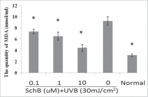 Figure 4. Measurement of MDA on UVB-induced cellular fluid. Normal: Cells were treated with 0.1% DMSO. *p< 0.05, compared with 0μmol/L SchB group.
