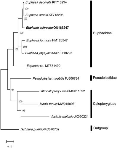 Figure 3. Phylogenetic analysis based on Maximum-Likelihood of 11 Odonata mitogenome sequences, including the newly sequenced E. ochracea, using 13 concatenated protein-coding genes (PCGs). All congeneric mitogenome sequences from Euphaeidae was used in the analyses. Nodal support values indicate the Maximum-Likelihood bootstrap support value (BP). The newly sequenced E. ochracea is highlighted in bold. Mnais tenuis (MW15098) (Wang et al. Citation2021); Vestalis Melania (JX050224) (Chen et al. Citation2015); Atrocalopteryx melli (MG011692) (Xu et al. Citation2018); Euphaea decorata (KF718294), Euphaea ornata (KF718295), Euphaea yayeyamana (KF718293) (Cheng et al. Citation2018); Euphaea sp. (MT671490) (Macher et al. Citation2020); Euphaea ochracea (ON165247) (this study); Euphaea formosa (HM126547) (Lin et al. Citation2010); Pesudolestes mirabilis (FJ606784) (unpublished); Ischnura pumilio (KC878732) (Lorenzo-Carballa et al. Citation2014).