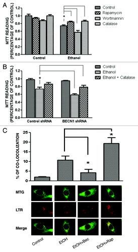 Figure 6. Effect of ethanol, rapamycin, wortmannin, catalase or BECN1 shRNA on the viability of SH-SY5Y cells. SH-SY5Y cells were treated with ethanol (0 or 0.8%) with/without rapamycin (10 nM), catalase (10,000 U/ml) or wortmannin (10 µM) for 48 h (A). In some experimental groups, cells were treated with a BECN1 shRNA to downregulate the expression of BECN1 (B). Cell viability was determined by MTT assay as described under Materials and Methods. The data represent the mean and SEM of three replications. *p < 0.05. SH-SY5Y cells were treated with 0.8% ethanol (EtOH) with/without 10 nM rapamycin (EtOH + Rap) and BECN1 shRNA (EtOH + BECN1). Mitochondria and lysosomes were detected by specific dyes as described under the Materials and Methods (MTG for mitochondria and LTR for lysosomes). The percentage of mitochondria that were colocalized with lysosomes under each treatment condition was calculated. The mean ± SEM of 120 cells for each treatment condition is presented (C). *p < 0.05.