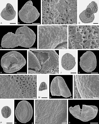 Figure 9. Pollen grains on Electrapis prolata Wappler et Engel (PE 2000/847a,b.LS) from Eckfeld. A, D, J, M, P. LM micrographs. B, C, E‒I, K, L, N, O, Q‒S. SEM micrographs. A‒C. Clump with Iridoideae gen. et sp. indet. and Eudicot ord., fam., gen. et sp. indet. 3 pollen grains. C. Iridaceae gen. et sp. indet., detail of tectum surface. D‒G. Clump with Iridaceae gen. et sp. indet. and Eudicot ord., fam., gen. et sp. indet. 3 pollen grains. F. Eudicot ord., fam., gen. et sp. indet. 2, detail of tectum surface. G. Iridoideae, detail of tectum surface. H, I. Clump with Iridoideae gen. et sp. indet. and Anacardiaceae gen. et sp. indet. pollen grains. I. Iridoideae gen. et sp. indet. (right) and Anacardiaceae gen. et sp. indet. (left), detail of tectum surface. J‒L. Iridoideae gen. et sp. indet. L. Iridoideae gen. et sp. indet., detail of tectum surface. M‒O. Eudicot ord., fam., gen. et sp. indet. 2. O. Eudicot ord., fam., gen. et sp. indet. 2, detail of tectum surface. P‒R. Eudicot ord., fam., gen. et sp. indet. 2. R. Eudicot ord., fam., gen. et sp. indet. 2, detail of tectum surface. S. Iridoideae gen. et sp. indet. Scale bars – 10 µm (A, B, D, E, H, J, K, M, P, S), 1 µm (C, F, G, I, L, N, O, Q, R).