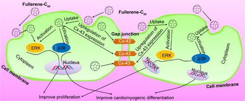 Figure 6 Schematic illustrations of putative pathways for the enhancement of proliferative behaviors and cardiomyogenic differentiation of BADSCs by fullerene-C60 via adjusting the expression of MAPK pathway.Abbreviations: BADSCs, brown adipose-derived stem cells; MAPK, mitogen-activated protein kinases.