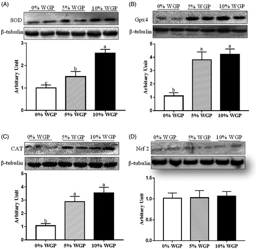 Figure 5. Antioxidative enzymes abundance in jejunum epithelium of ram lambs fed with control (□), 5% WGP (Display full size) and 10% WGP diet (■). (A) Measurements of superoxide dismutase (SOD) protein abundance. (B) Glutathione peroxidase 4 (GPx4) protein abundance. (C) Catalase protein abundance. (D) Nuclear factor-like-2 factor (Nrf2) content. Data showed that SOD, catalase and GPx4 protein abundance were increased when lambs were fed the WGP-containing diet (mean ± SEM; n = 6). WGP: wine grape pomace