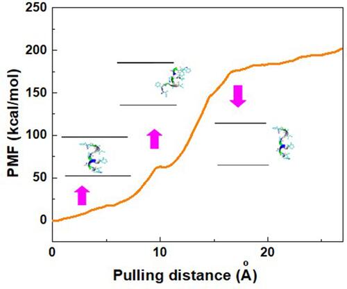 Figure 3 Potential of mean force (PMF) for the system of BNNT-peptide computed from five pullings through the MD simulation. The images represent that the positions of the peptide HA-FD-13 correspond to the z-coordinate along the BNNT at some key position. Pink arrows connect the exact position of the peptide with corresponding pulling distance.