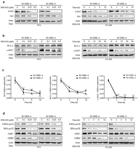 Figure 3. SNS-032 induces the downregulation of NF-κB, c-MYC and BCL-2 in ABC- and GCB-DLBCL cells. (a) SU-DHL-4 and SU-DHL-2 were dose (0.1–0.5 μM)- and time (1–12 hours)-dependently treated with SNS-032, the phosphorylated and total protein levels of P65 in both SU-DHL-2 and SU-DHL-4 cells were analyzed by Western blot. (b) SU-DHL-4 and SU-DHL-2 were dose (0.1–0.5 μM)- and time (6–36 hours)-dependently treated with SNS-032, the protein levels of BCL-2, c-MYC in both SU-DHL-2 and SU-DHL-4 cells were analyzed by Western blot. (c) SNS-032 down-regulates the mRNA expression of P65, BCL-2 and c-MYC time-dependently. SU-DHL-4 and SU-DHL-2 cells were exposed to 0.5 µM SNS-032 for indicated time, quantitative RT-PCR analysis of mRNA level of P65, BCL-2 and c-MYC was conducted. Their expression levels relative to the control were calculated. Mean ± SD (N = 3). ***P < .0001, versus control. (d) SNS-032 inhibits cellular activity of RNA pol II. SU-DHL-4 and SU-DHL-2 were dose (0.1–0.5 μM)- and time (1–12 hours)-dependently treated with SNS-032, the phosphorylated and total protein levels of RNA pol II, CDK7 and CDK 9 were analyzed by Western blot.