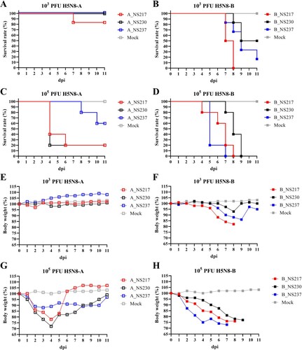 Figure 6: The impact of NS1 C-terminus variations on survival time and bodyweight gain in mice inoculated with H5N8 viruses. The estimated survival times are shown for BALB/C mice inoculated intranasally with a low-dose (103 pfu) (A, B) or a high-dose (105 pfu) (C, D) of H5N8-A (A, C) or H5N8-B (B, D). The relative bodyweight gain in BALB/C mice inoculated intranasally with a low-dose (E, F) or a high-dose (G, H) of H5N8-A (E, G) or H5N8-B (F, H) were calculated. A mock group were inoculated with 50 µL of sterile medium. Results show the relative mean bodyweight relative to the bodyweight immediately before infection (d0). Mice that lost more than 25% of their d0-bodyweight value were humanely euthanized and scored as dead. For clarity, standard deviations are not shown.