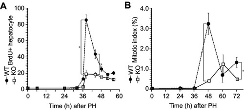 Figure 2 Impaired hepatocyte proliferation after liver resection in the ERα knockout (KO) mice. Wild-type (WT) and KO mice underwent partial hepatectomy (PH), and the rate of hepatocyte proliferation was assessed for up to 72 h after PH. (A) Bromodeoxyuridine (BrdU) was injected 2 h before dissection. BrdU-positive hepatocytes were counted by immunocytochemistry. (B) Mitotic bodies were counted in liver sections. Values are expressed as the mean ± SEM (n=5–17 per group); *p<0.05.