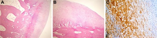 Figure 2 Histopathological appearance of cartilage formed in the control group.