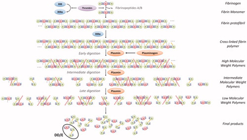 Figure 1. Mechanism of D-dimer production [Citation1,Citation3,Citation4,Citation164].