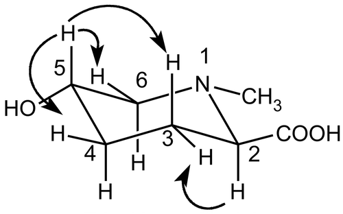 Figure 1.  NOESY correlations for trans N-methyl-hydroxypipecolic acid.