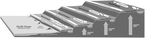 Figure 4. An oblique diagram of the surface and cross-sections of the Jug handle ecological Staircase showing the repeated substrate composition of each terrace: dunal ridge, coastal sediments and hardpan and podzols supporting the dwarf Cypress forests. Diagram by T.R. Paradise after Jenny (Citation1973), Schulz et al. (Citation2018).