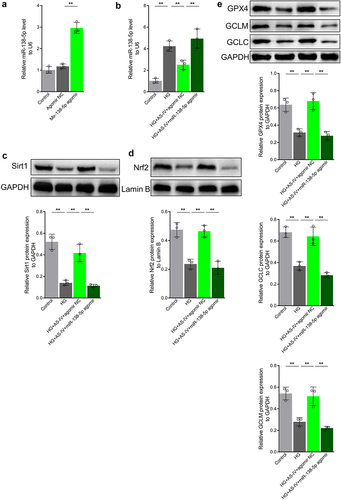 Figure 6. Astragaloside-IV (AS-IV) enhances Sirt1/Nrf2 signaling activity in retinal pigment endothelial (RPE) cells under high glucose conditions by inhibiting expression of miR-138-5p. (a, b) Expression levels of miR-138-5p in RPE cells detected by qRT-PCR. (c) Protein level of Sirt1 in RPE cells detected by Western blot analysis. (d) Protein level of Nrf2 in RPE nucleus detected by Western blot analysis and grayscale map. (e) Protein levels of glutathione peroxidase 4 (GPX4), glutamate cysteine ligase modifier subunit (GCLM) and glutamate cysteine ligase catalytic subunit (GCLC) in RPE cells detected by Western blot analysis. ** indicates p values < 0.01.