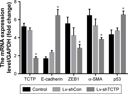 Figure S2 The RNA quantification of TCTP, E-cadherin, ZEB1, α-SMA, and p53 in control, Lv-shCon, and Lv-shTCTP groups.Note: *P<0.01.