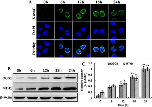 Figure 2. Spinosad exposure increased accumulation of 8-oxoG and the expression of DNA repair proteins. Sf9 cells were treated with 60 μM spinosad at the indicated durations, (A) anti-8-oxoG monoclonal antibody was used to detect 8-oxoG and DAPI was for nuclei staining. (B) Expression of OGG1 and MTH1 in Sf9 cells after exposure to spinosad, β-actin was used for loading control. (C) Densitometry evaluation of three independent experiments was carried out. The data shown are the mean from three independent experiments. Each value is the mean ± SD of three determinations. *p < .05, **p < .01 vs. control group.