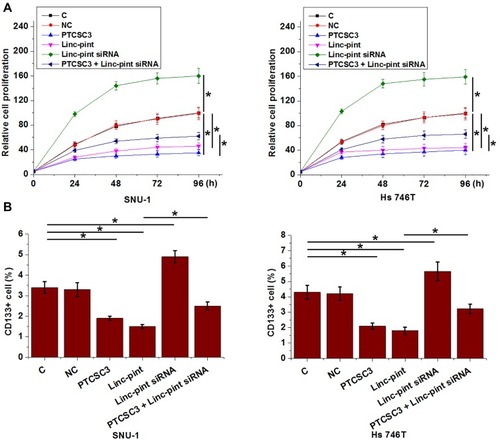 Figure 5 PTCSC3 and Linc-pint regulated gastric cancer cell proliferation and stemness. Overexpression of PTCSC3 and Linc-pint led to significantly inhibited proliferation (A) and decreased percentage of CD133+ cells (B). Linc-pint siRNA played an opposite role and attenuated the effects of PTCSC3 overexpression on cancer cell proliferation and stemness (*p<0.05).